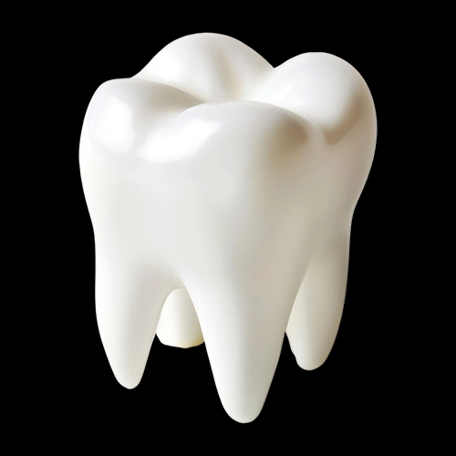 Close-up of a clean, healthy white molar tooth isolated on a white background