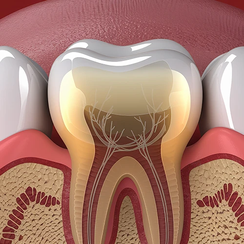 Detailed diagram of internal tooth anatomy showing the nerve endings and root structure within the jawbone and gums.