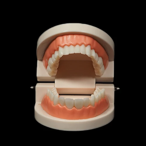 Dental model showing a full set of upper and lower dentures with realistic teeth.